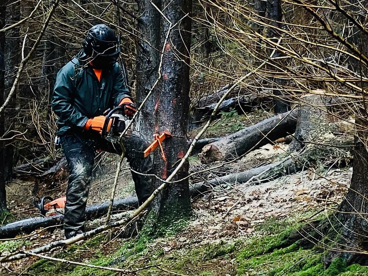Trees and garden path
