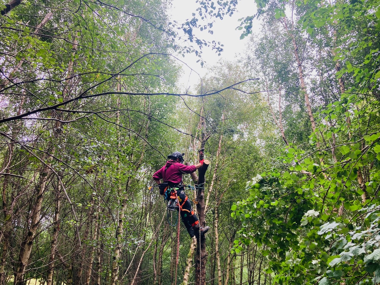 Light through leaves