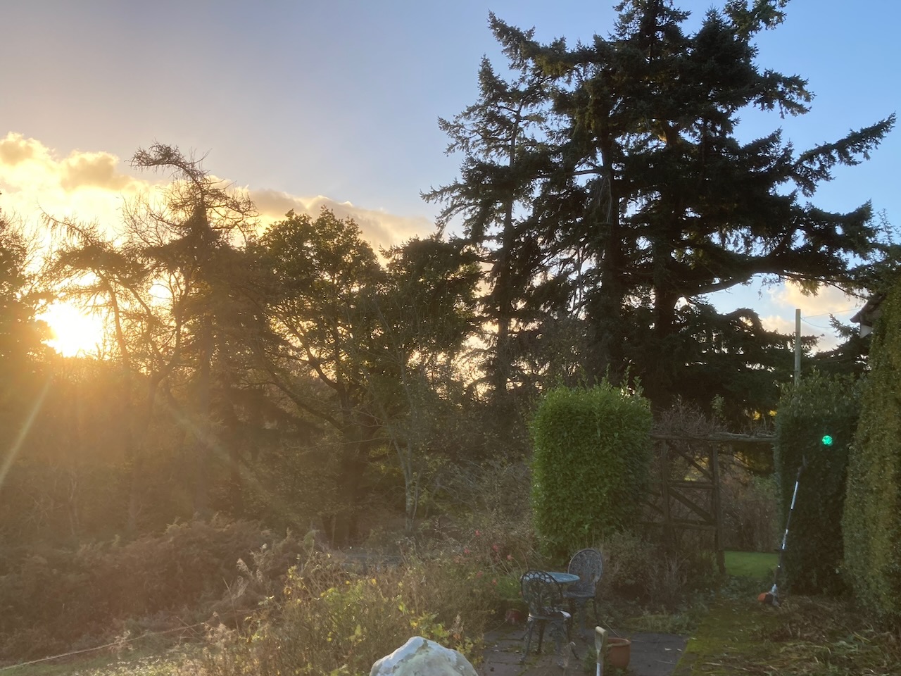 Tree canopy letting light through
