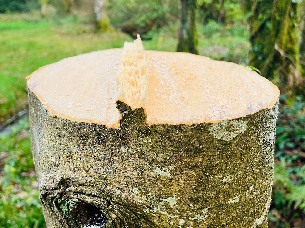 Tree being pruned safely