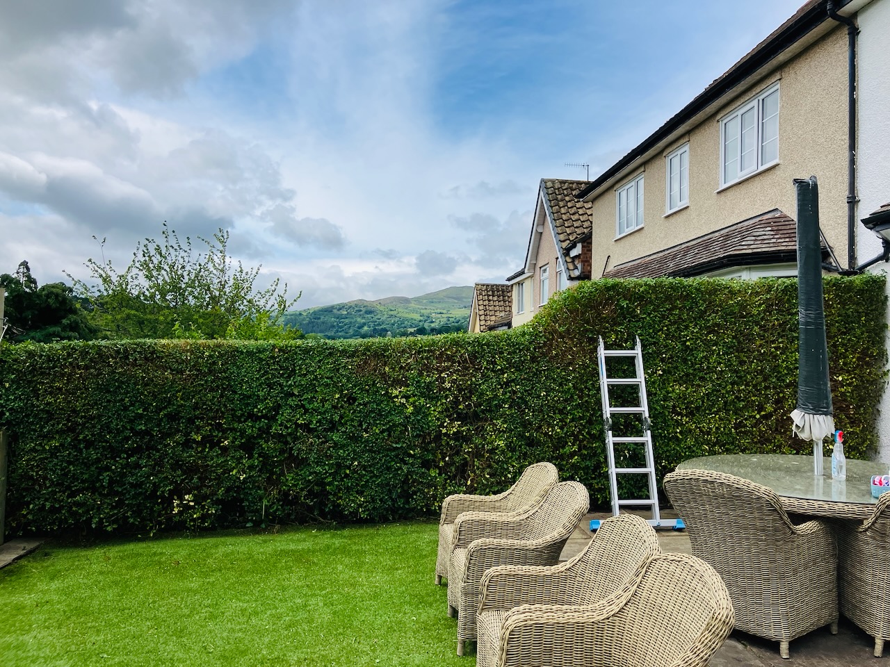 Tree canopy letting light through