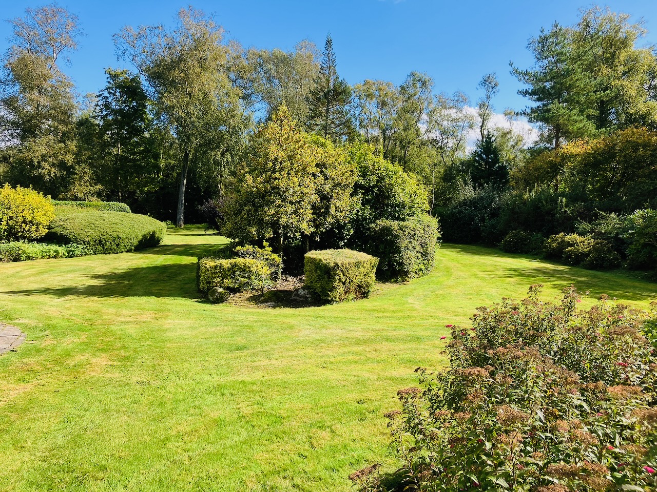 Tree climber removing deadwood